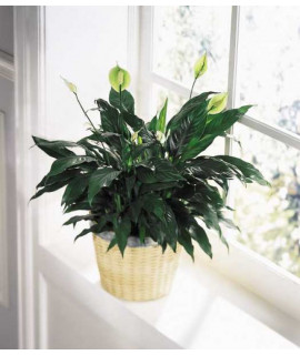 La jardinière Paix et Sérénité La jardinière Paix et Sérénité